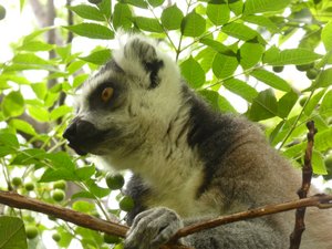 Anja Park near Ambalavao - ring-tailed lemur (4)