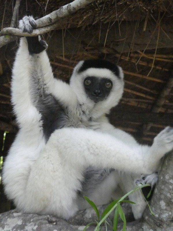 Sifaka Lemur at Isola (1)