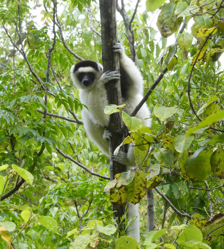 Sifaka Lemur at Isola (2)