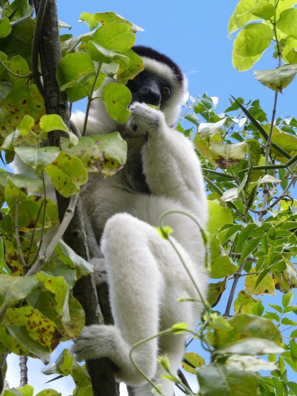 Sifaka Lemur at Isola (3)