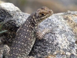 Isola NP - lizard (2)