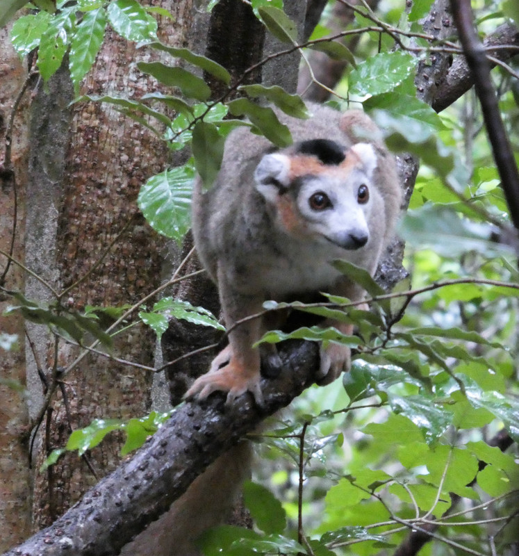 Crowned Lemur (2)