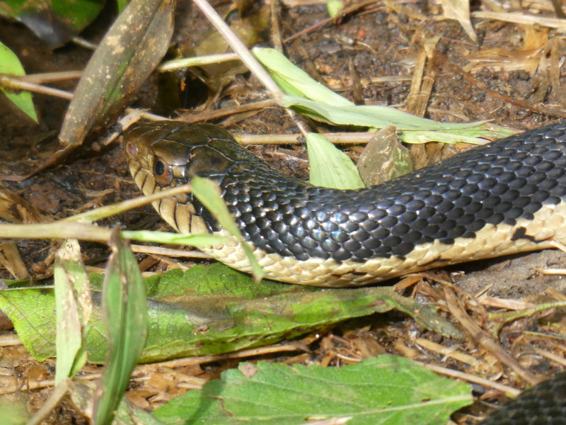 Golden Snake (3)