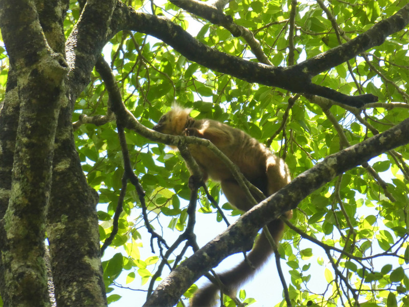 Northern Sportive Lemur Ankarana Park (2)