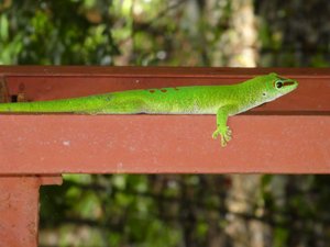 Gecko in Ankarana Park