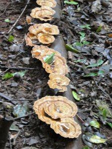 Lots of fungi in Ankarana Park