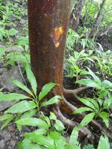 Malagasian sacred tree in Ankarana Park