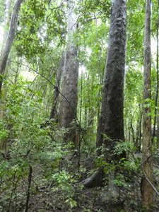 Redwood in Ankarana Park