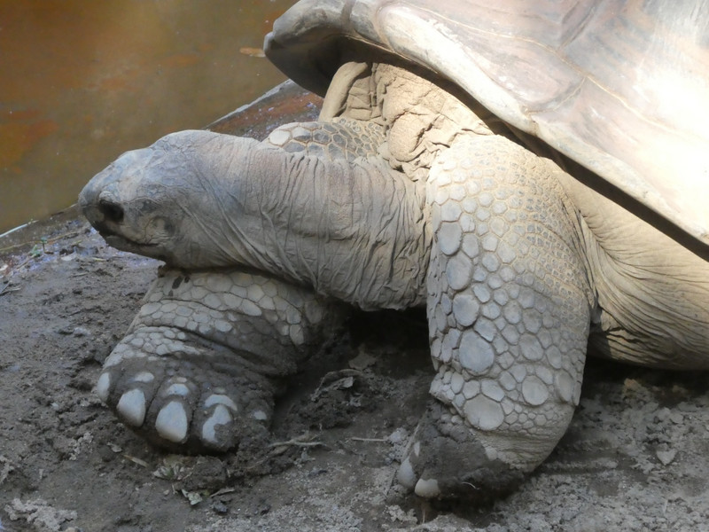 Aldabra Giant Tortoise at Antananarivo - Tana Tsimbazaza Zoo and Botanical Gardens (4)