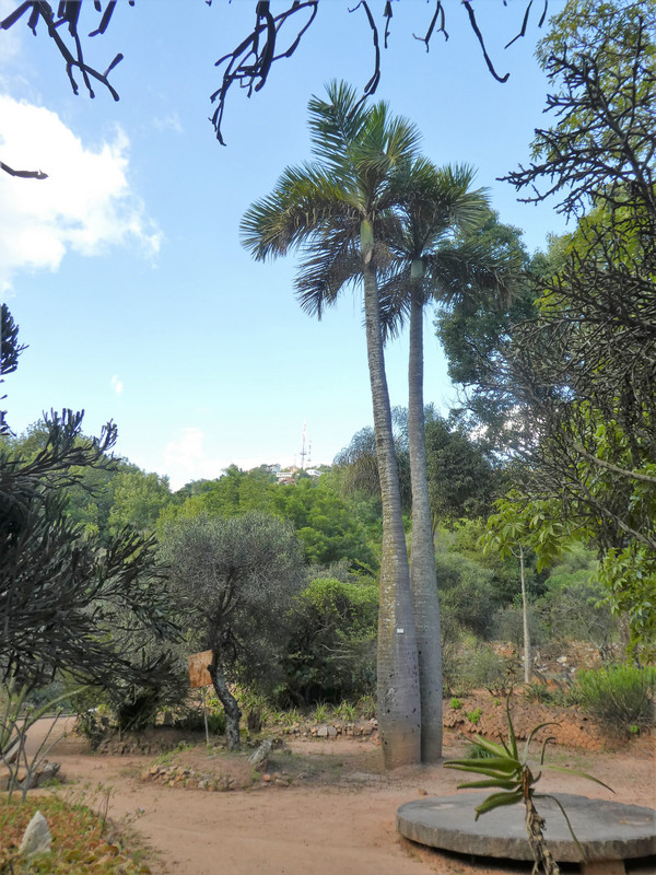 Baobab trees at Antananarivo - Tana Tsimbazaza Zoo and Botanical Gardens (4)