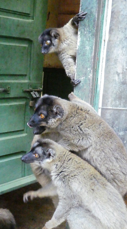 Feeding lemurs honey at Antananarivo - Tana Tsimbazaza Zoo and Botanical Gardens (15)