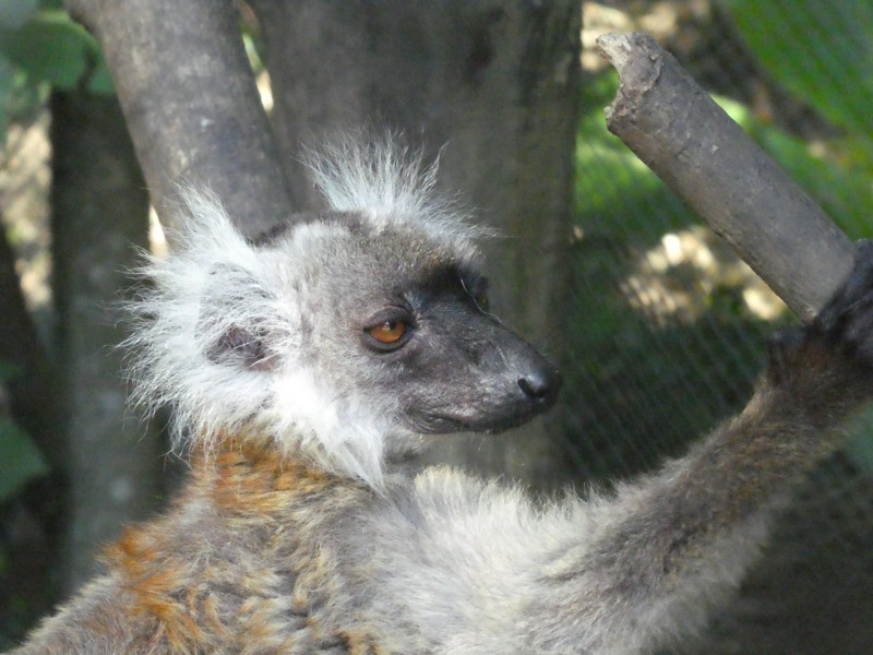 Macaco Lemur at Antananarivo - Tana Tsimbazaza Zoo and Botanical Gardens (1)
