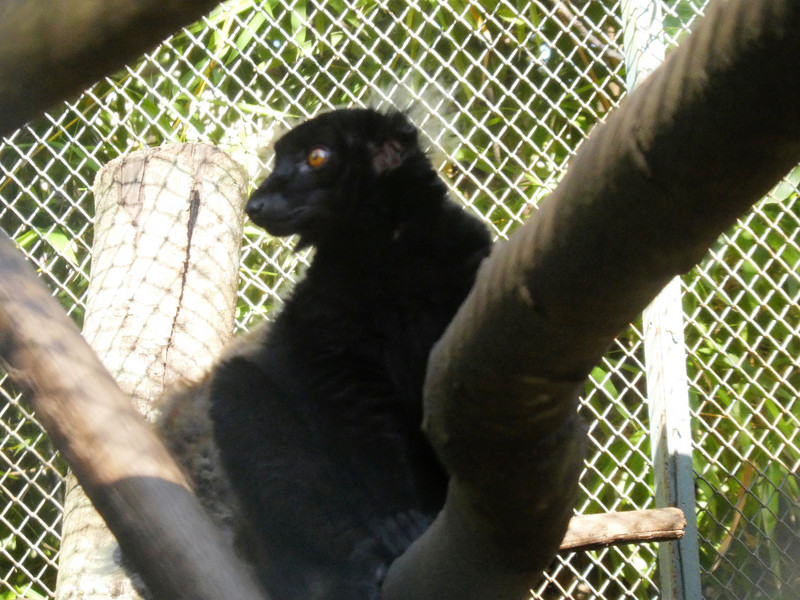 Mongoz Lemur at Antananarivo - Tana Tsimbazaza Zoo and Botanical Gardens (12)
