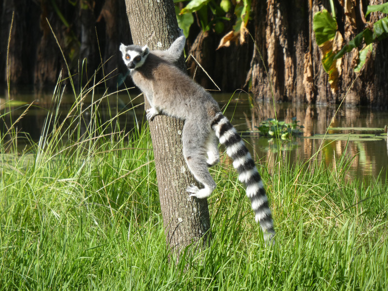 Ring-tail Lemur at Antananarivo - Tana Tsimbazaza Zoo and Botanical Gardens (6)