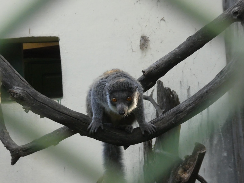 Rubriventa Lemur at Antananarivo - Tana Tsimbazaza Zoo and Botanical Gardens (3)