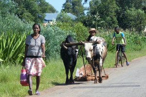 Walking too and from villages (6)
