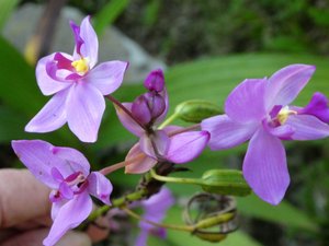 Orchid Farm in Soroa (3)