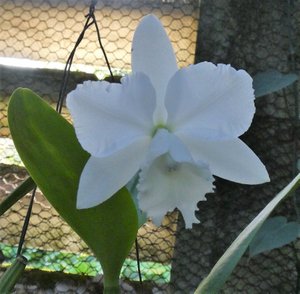 Orchid Farm in Soroa (5)