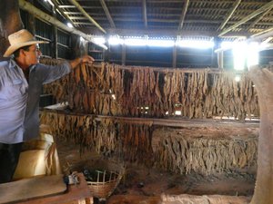 Viñales Tobacco Farm (1)