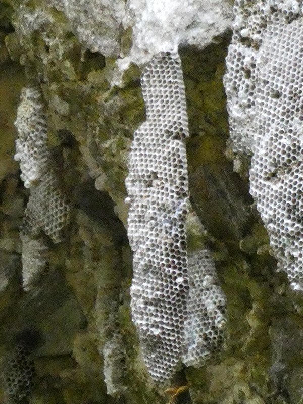 El Cubano Waterfal & National Park Trinidad - wasp nests (3)