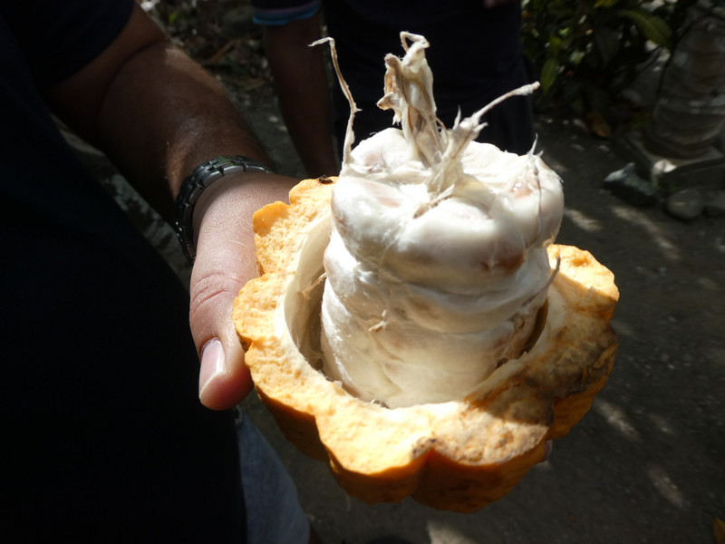 Duaba Finca tour - inside a cocao fruit