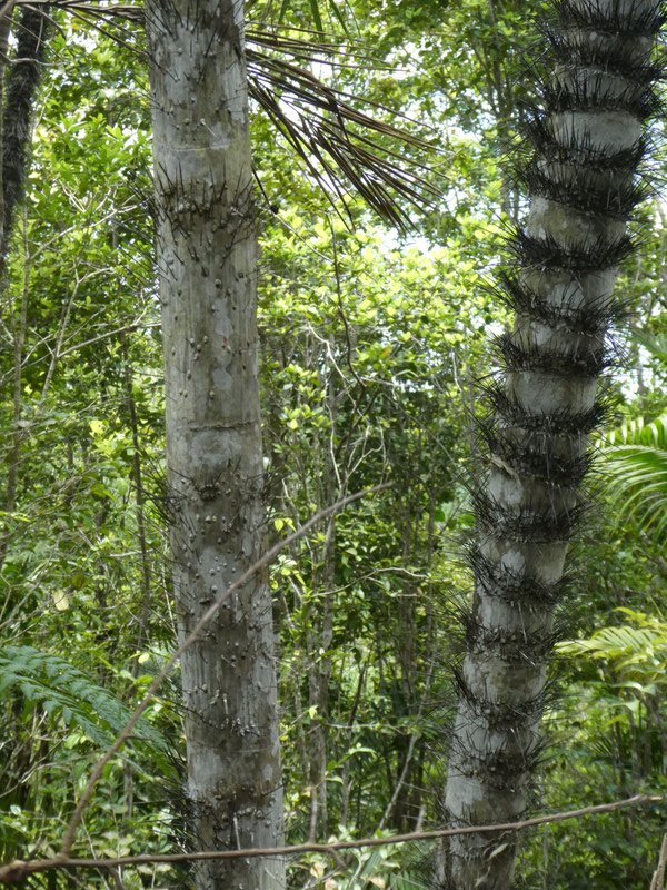 Humbolt National Park near Baracoa - needle sharp spikes