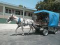 Many horses used for transport seen in Baracoa