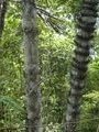 Humbolt National Park near Baracoa - needle sharp spikes
