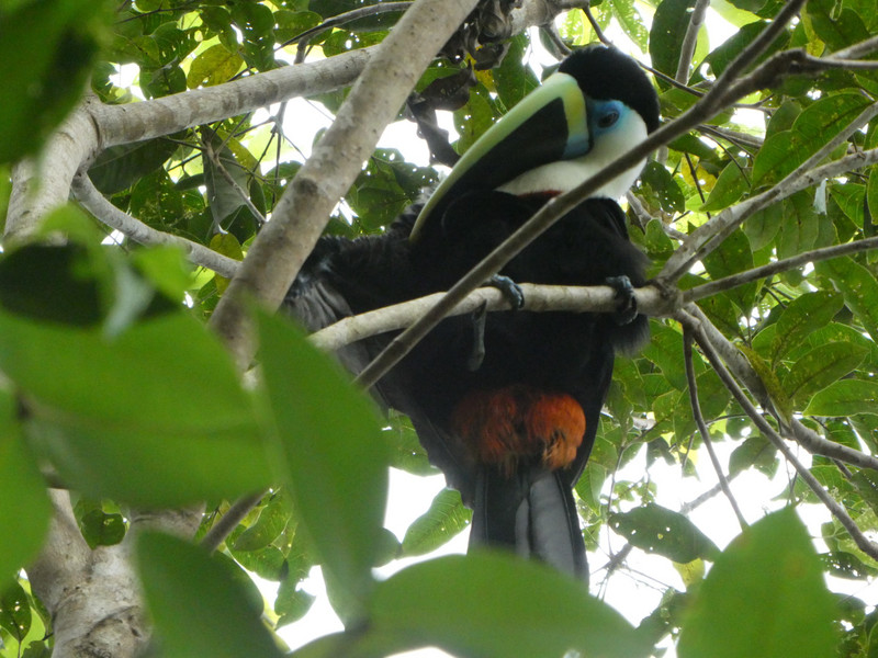White-throated toucan (Ramphastos tucanus) inhabits the Amazon Basin (2)