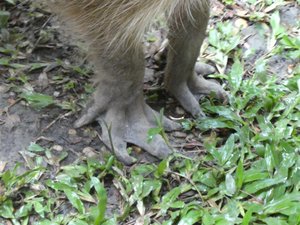 Capybara in la Macarena (6)