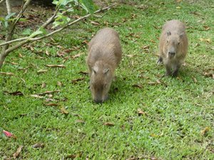 Capybara in la Macarena (7)