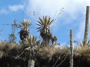Frailejon an endemic plant around Bogota (2)