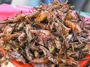 Oaxaca Markets = roasted crickets we ate (4)