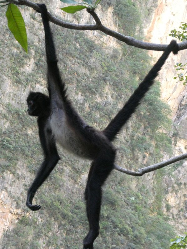 Sumidero Canyon & spider monkey (14)