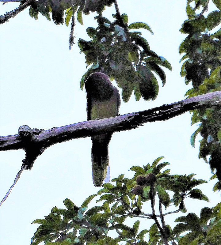 Tikal National Park Guatemala - bird