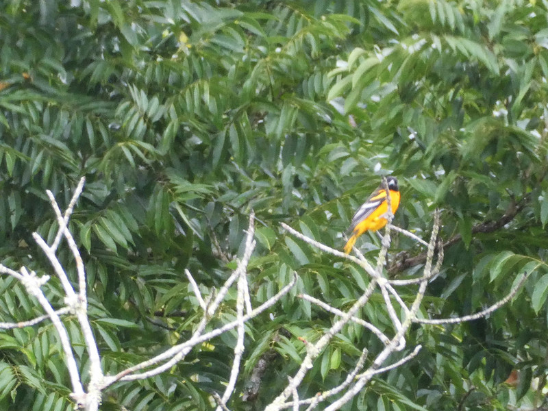 Tikal National Park Guatemala - black Throated Shrike (3)