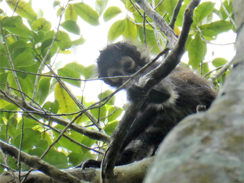 Tikal National Park Guatemala - Howler Monkey (2)