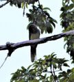 Tikal National Park Guatemala - bird