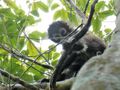 Tikal National Park Guatemala - Howler Monkey (2)