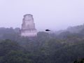 Tikal National Park Guatemala - swallow flying past