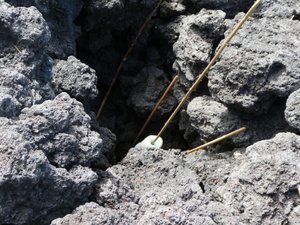 Climbing Volcano Pacaya outside Antigua