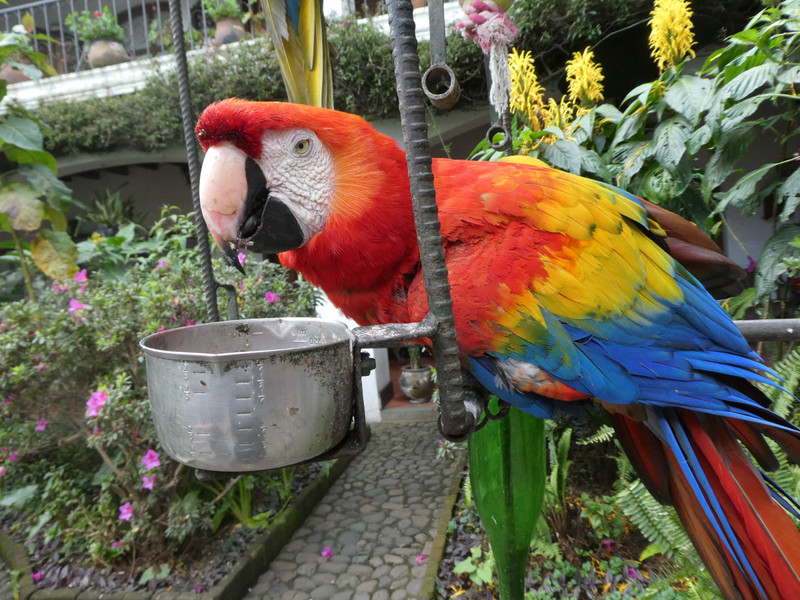 Chichicastenango Hotel feed birds who fly in daily (3)