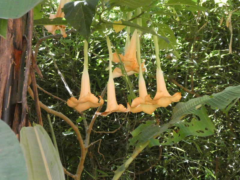 Panjachel Guatemala Nature Reserve (63)