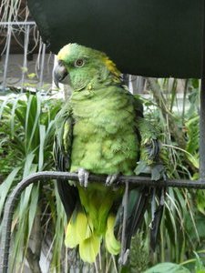 Chichicastenango Hotel feed birds who fly in daily (1)