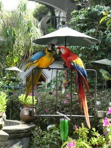Chichicastenango Hotel feed birds who fly in daily (2)