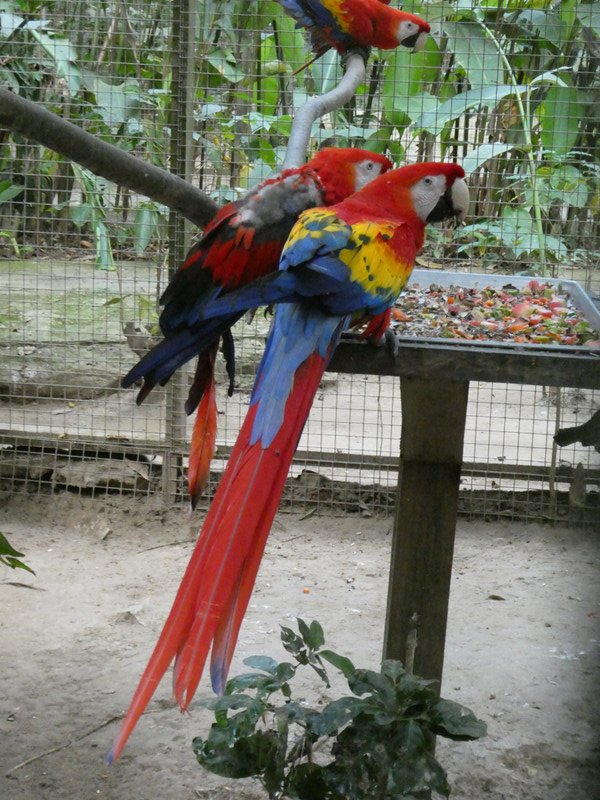 Macaw Mountain & Nature Park Copan Honduras