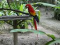 Macaw Mountain & Nature Park Copan Honduras (10)
