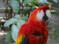 Macaw Mountain & Nature Park Copan Honduras (18)