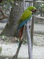 Macaw Mountain & Nature Park Copan Honduras (29)