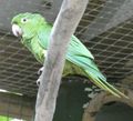 Macaw Mountain & Nature Park Copan Honduras (46)
